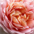 Rosa - Rose Floribunde - Delpabra